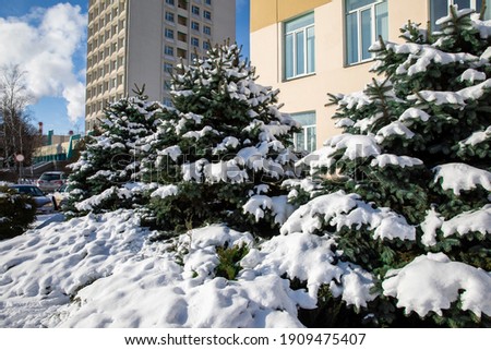 Snow lies beautifully on the branches of a spruce tree in the city in winter. Big snowfall in the city.