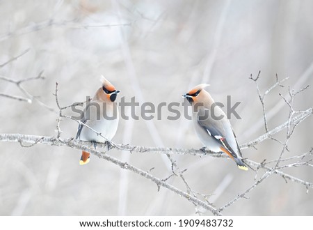 Bohemian Waxwings (Bombycilla garrulus) perched on a branch in a Canadian winter Royalty-Free Stock Photo #1909483732