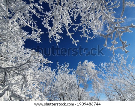 Very nice winter, frosty landscapes. Blue sky and frozen vegetation.