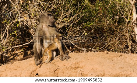 Family interaction with adult and young baboons