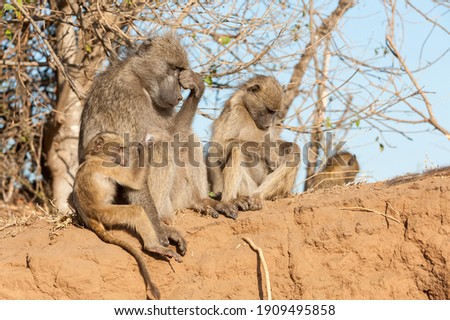 Family interaction with adult and young baboons
