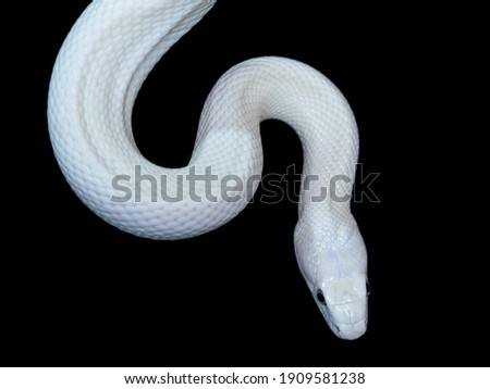 The Texas rat snake (Elaphe obsoleta lindheimeri ) is a subspecies of rat snake, a nonvenomous colubrid found in the United States, primarily within the state of Texas.