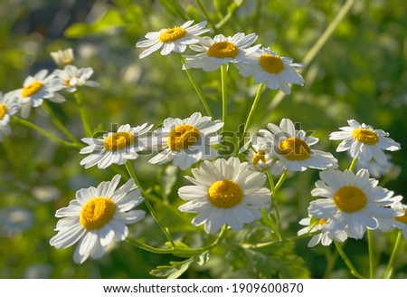 Meadow of white Chamomile flowers in the morning sun close up. Herbal medicine. Royalty-Free Stock Photo #1909600870