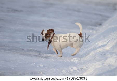 little white dog in winter snow