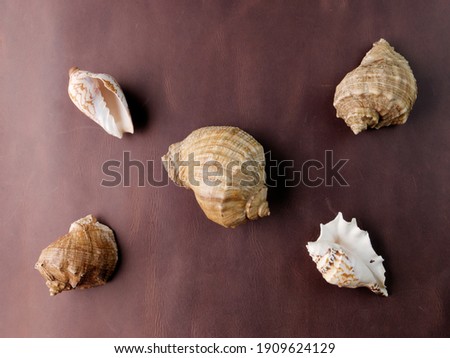 five seashells of different sizes lie on the skin surface concept of the sea