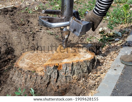 A worker sets up a cutter to drill out an old tree stump Royalty-Free Stock Photo #1909628155