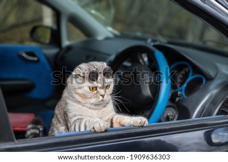 A cool cat with dark glasses looks out of the car window. Funny cat in the car. Royalty-Free Stock Photo #1909636303