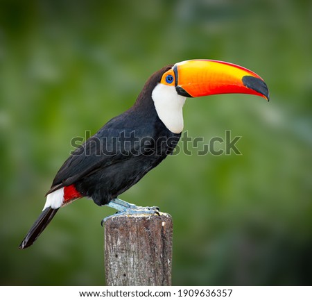 Right profile of a toco toucan in the wilds of Pantanal