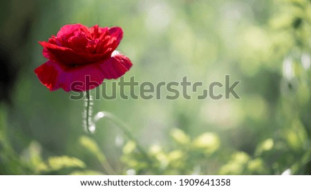 Background picture with poppy.
Poppy originality.Decorative flower, odorless.