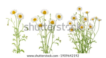Chamomiles daisy flowers isolated on white background set Royalty-Free Stock Photo #1909642192