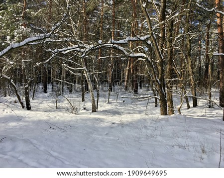 Winter forest landscape on a sunny day