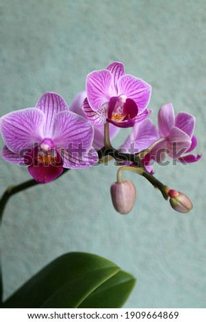 Mini purple Orchid with delicate petals , buds and petal patterns , purple orchid macro, flower head, beauty in nature, exotic flower 