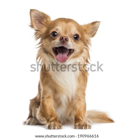 Happy Chihuahua (4 years old) Royalty-Free Stock Photo #190966616