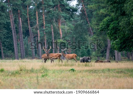 Red deers (Cervus elaphus) and wild boars (Sus scrofa) on the field of National Park Hoge Veluwe in the Netherlands. Forest in the background. Royalty-Free Stock Photo #1909666864