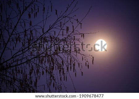 the full moon shining fantastically in the night sky. the silhouettes of the branches in the natural night light. 