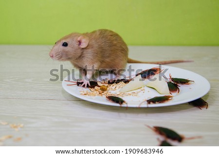 Unsanitary conditions. A mess in the kitchen. Cockroaches and a rat in a white plate with oatmeal. Pests spoil food. Rodent and insect disinfection Royalty-Free Stock Photo #1909683946