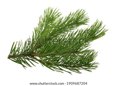 pine tree branch isolated on white background without shadow Royalty-Free Stock Photo #1909687204