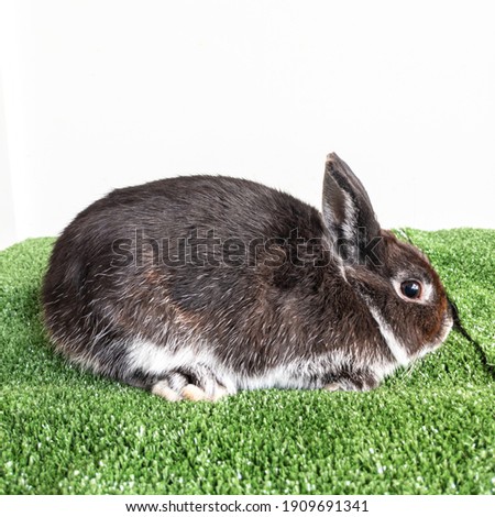Cute Netherland Dwarf Rabbit with Black Otter or silver marten colour