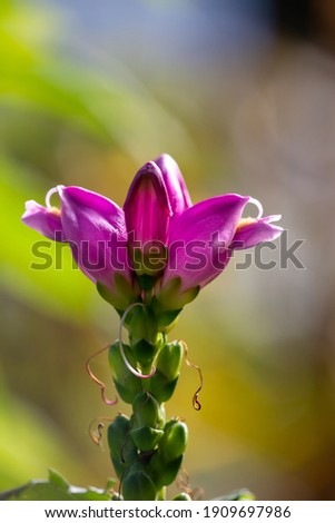 Purple turtlehead flower macro photography in a sunny day. Chelone flower in summer day garden photography.