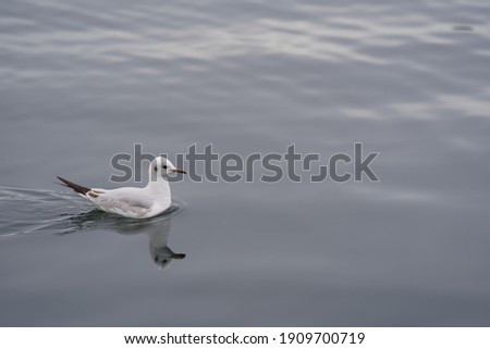 Seagull swimming on lake of Zurich, Switzerland. Photo taken February 4th, 2021, Zürich, Switzerland.