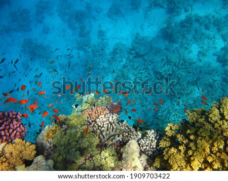 Colorful tropical reef with swimming red fish, view from the water surface. Ocean and marine life, underwater photography from snorkeling. Corals in the blue sea. Aquatic wildlife.