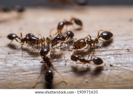 Close up of red imported fire ants (Solenopsis invicta) or simply RIFA