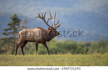 A bull elk in autumn during the rut Royalty-Free Stock Photo #1909721293
