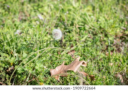 Single dandelion clock (Taraxacum) growing in a green lawn