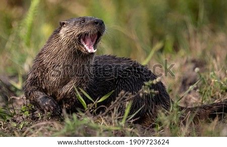 A river otter in Florida 