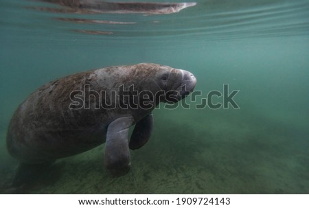 A Manatee in Southern Florida 