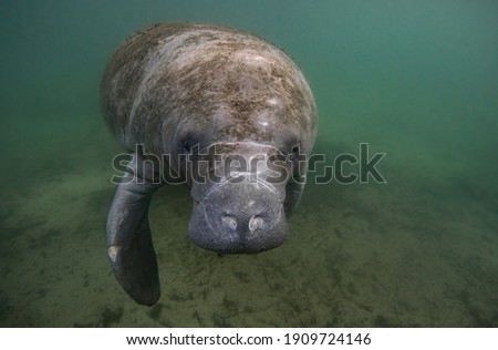 A Manatee in Southern Florida 
