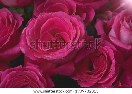 Close up of tenderness pink roses. Selective focus