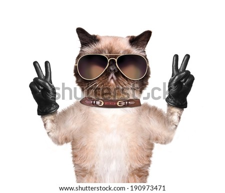 cat with peace fingers in black leather