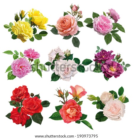 set of flowers, multicolored roses with leaves