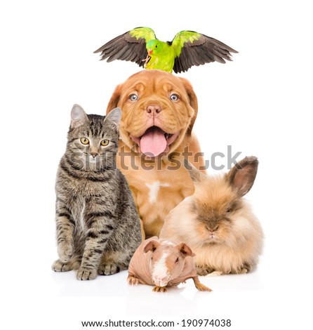 Group of pets together in front 