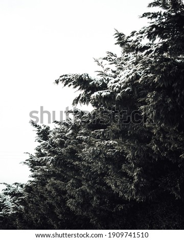 Minimal snowy evergreen tree in the UK 