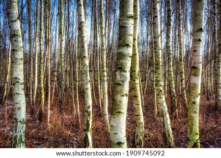 Forest of the birch trees at winter