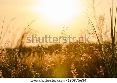 Abstract nature background with flowering grass in the meadow and sunset in the wind