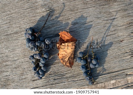 Bunches of ripe grapes lie on the surface of a vintage wooden table. Autumn season.