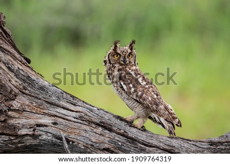 Owl in Kgalagadi transfrontier park