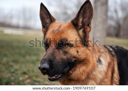 Portrait of black and red German Shepherd. Dog stands with his eyes closed for joy and enjoys life.