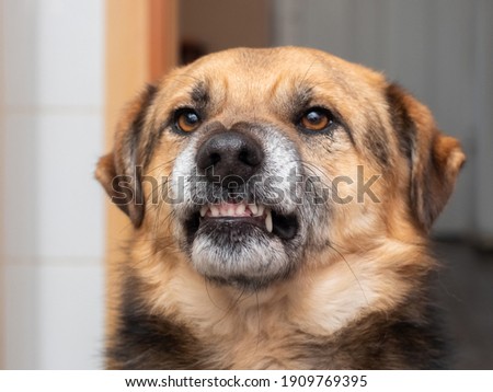 Angry dog showing fangs, dog portrait in profile Royalty-Free Stock Photo #1909769395