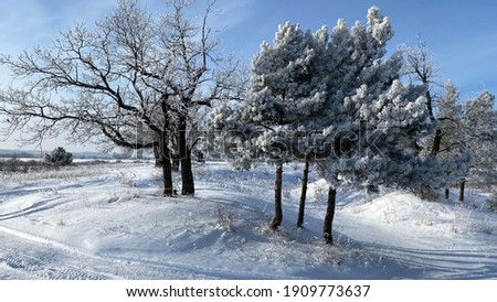 Winter landscape.  Sunny day.  Blue sky.  In a snowy field, the outlines of trees and bushes.
