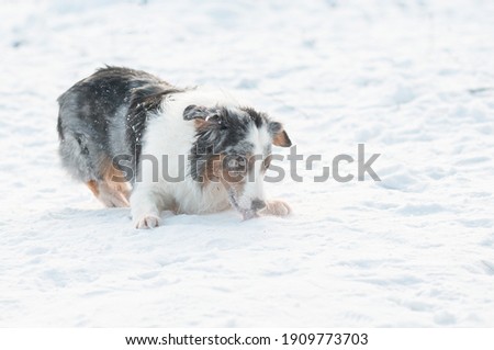 Australian shepherd dog with different colours eyes eating snow in winter. 