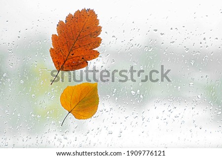 Autumn concept - Fallen tree leaves on the window with raindrops.