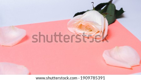  rose on a color paper  as a background. valentine's day celebration and eighth march concept