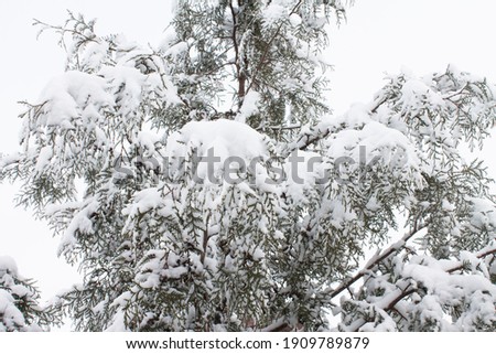 Pine tree with snow. on the open area Winter concept photo