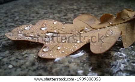 raindrops on an oak leaf on a marble