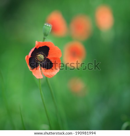 Spring young poppy. Nature composition.