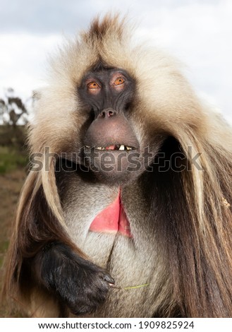 Impressive portrait of a rare Gelada monkey (Theropithecus gelada) in Simien mountains, Ethiopia.